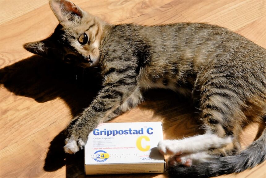 Gripo sezonas tęsiasi