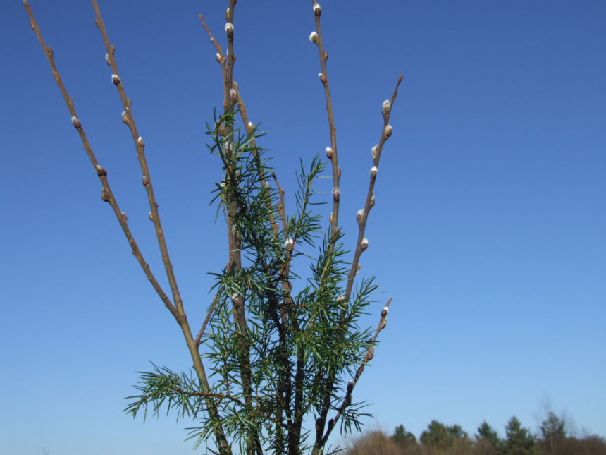 „Ne aš plaku, verba plaka“