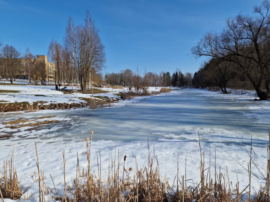 Ukmergėje rasta nuo paukščių gripo nugaišusi gulbė