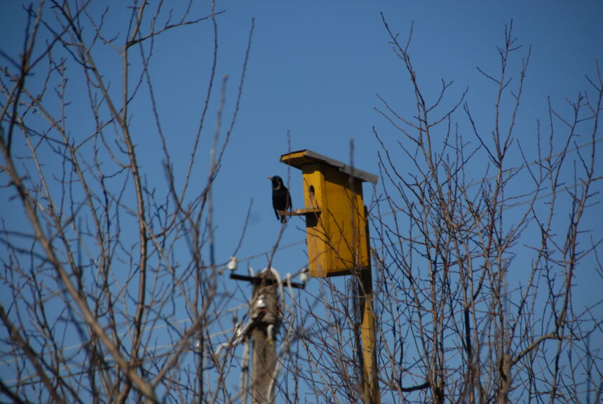 Inkilus gamins drauge – tereikia atsinešti plaktuką