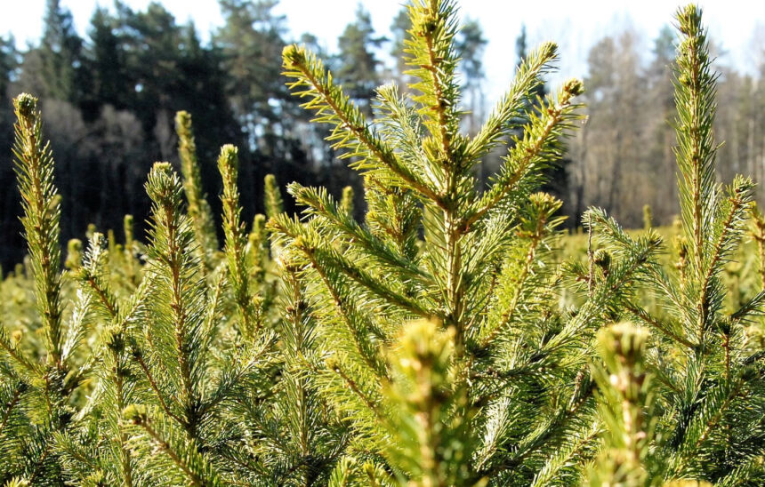 Ukmergės rajono miškams – milijonas naujų medelių