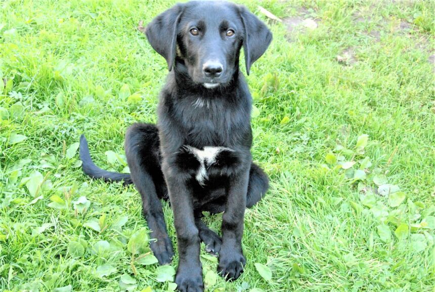 Ir mieste, ir miške – tik su pavadėliais