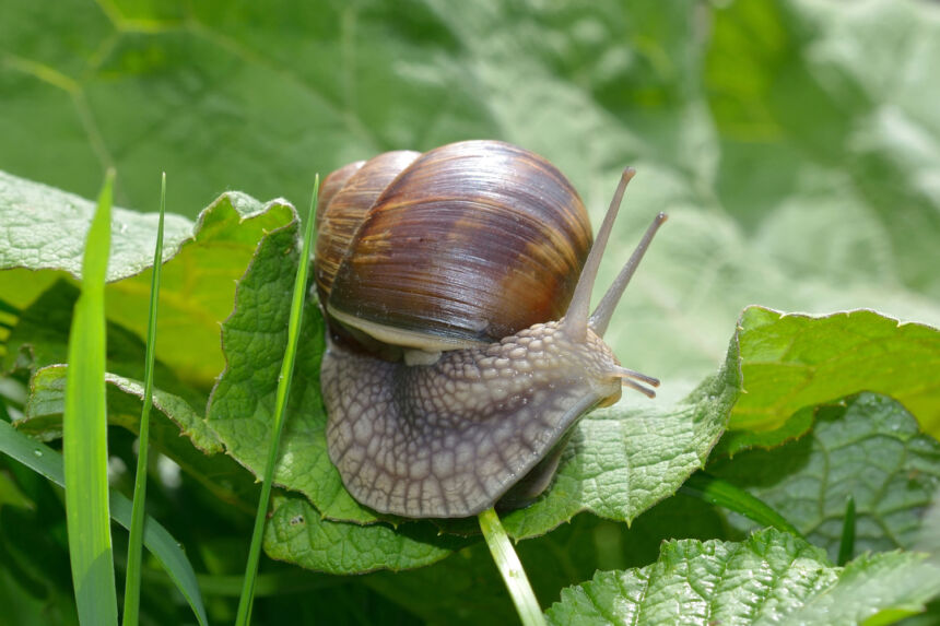 Vynuoginių sraigių rinkimo sezonas: ką būtina žinoti?