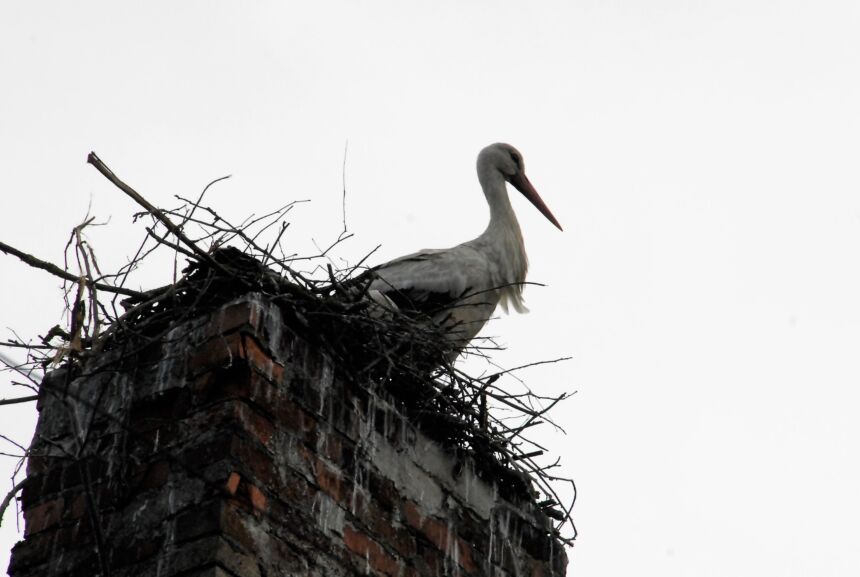 Kelią užblokavo nukritęs gandralizdis