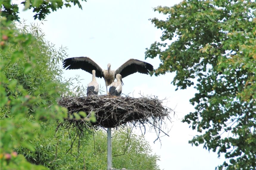 Kviečiame dalyvauti nuotraukų konkurse!