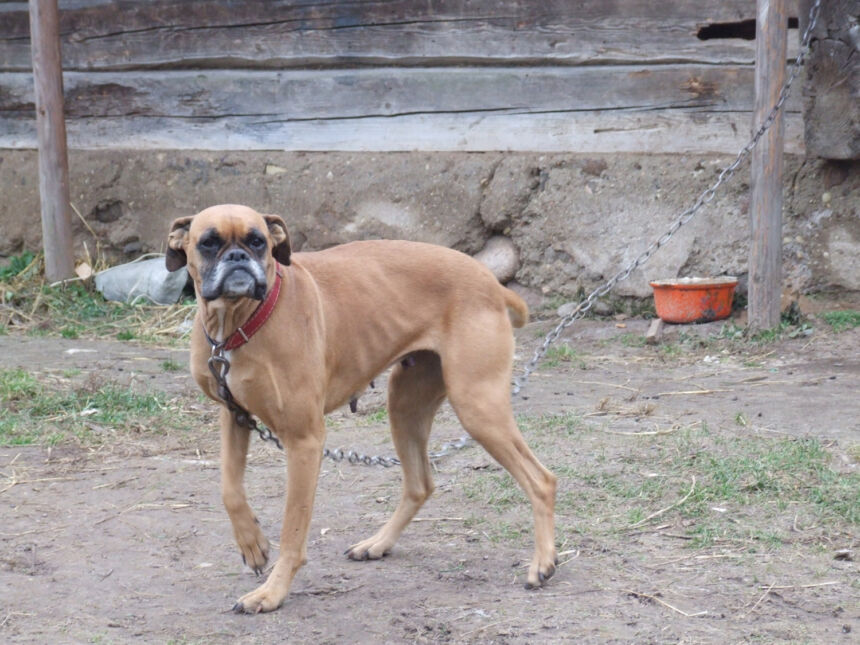 Veterinarijos tarnyba siūlo drausti laikyti šunis pririštus
